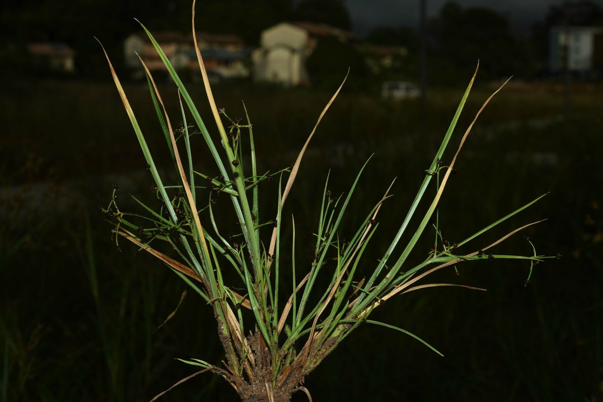 Rhynchospora divaricata habit