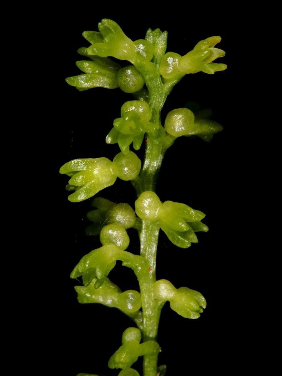 Taeniophyllum oreophilum flower