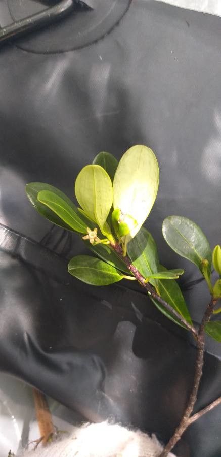 Erythroxylum novocaledonicum flower