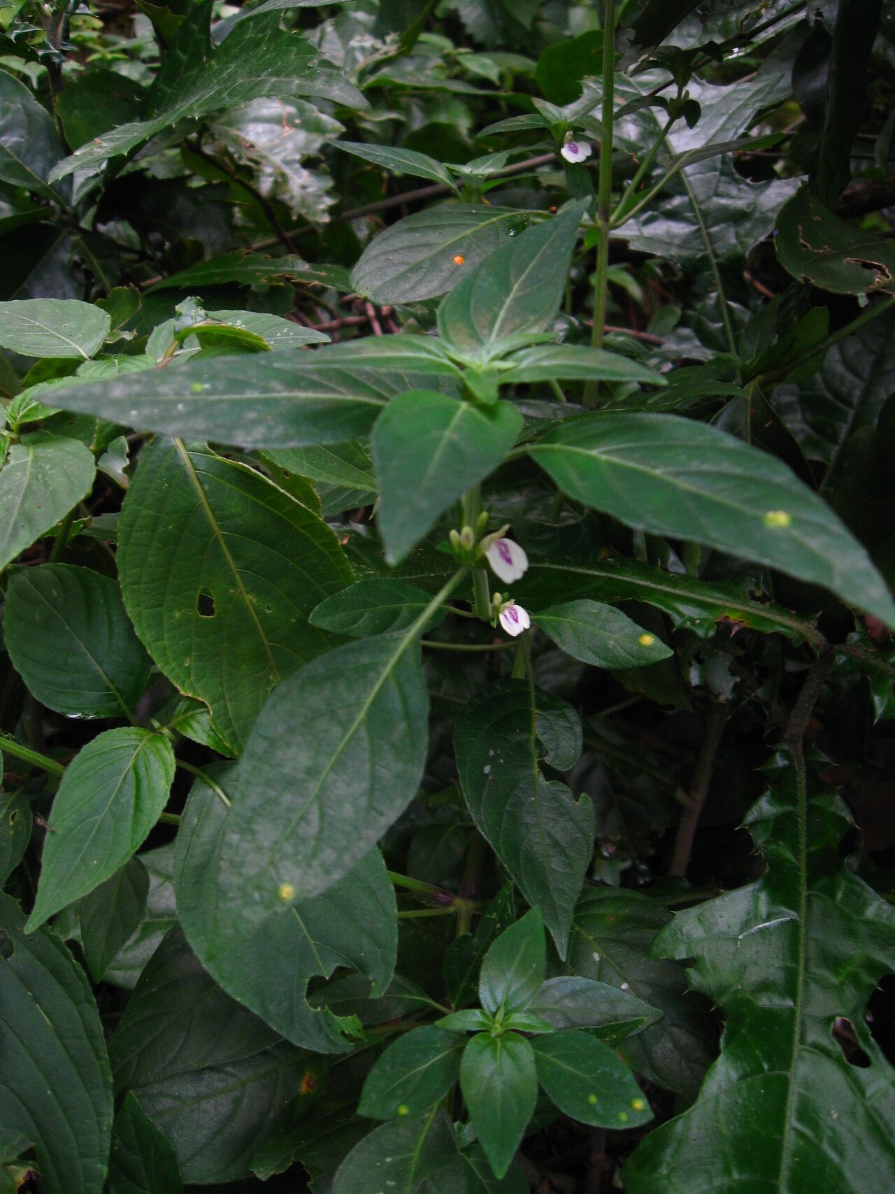 Justicia striata habit