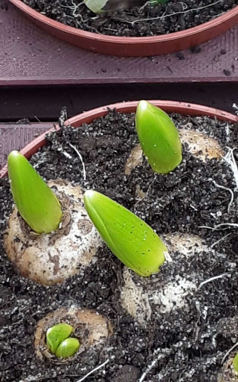 Ornithogalum graminifolium — houseplant care guide