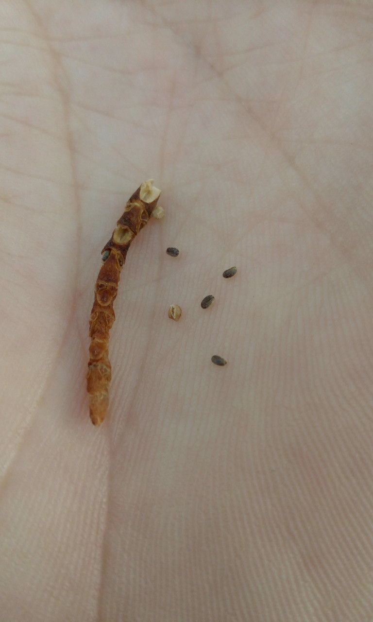 Salicornia europaea fruit