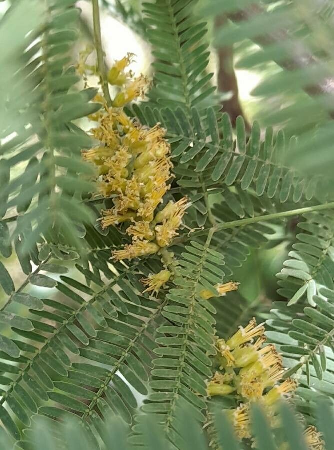 Prosopis alba flower