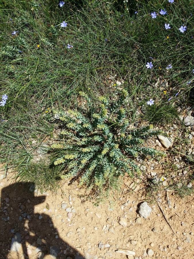Thymelaea sanamunda habit