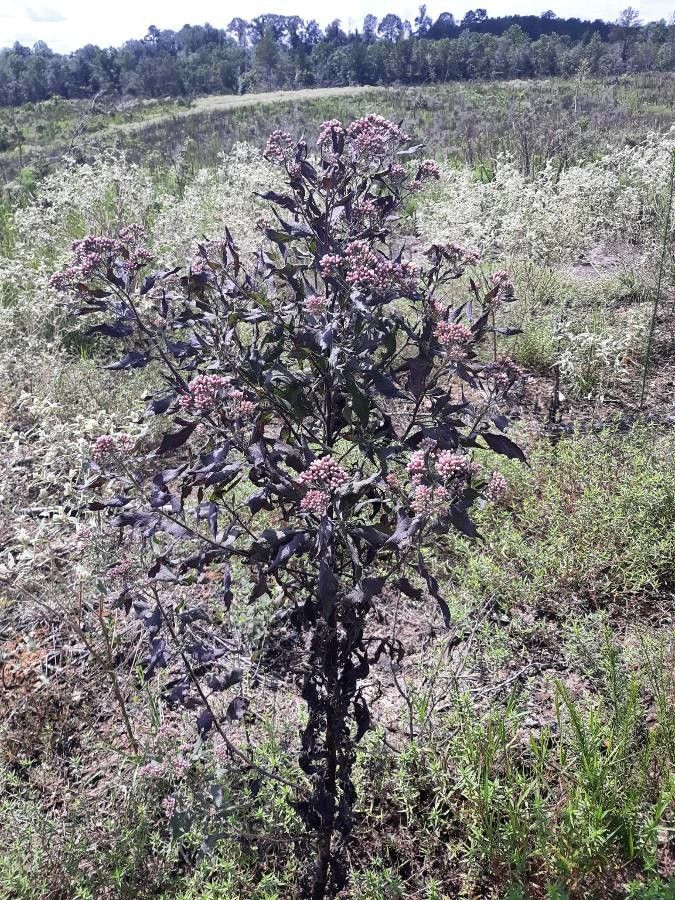 Pluchea odorata habit
