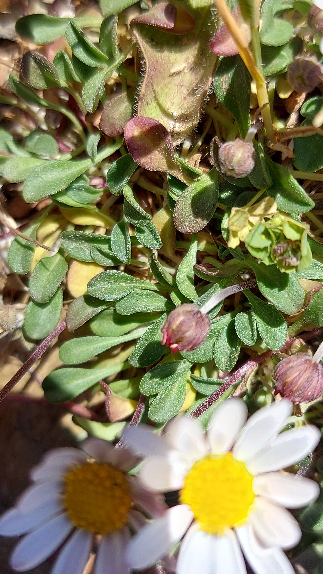 Bellium bellidioides — houseplant care guide