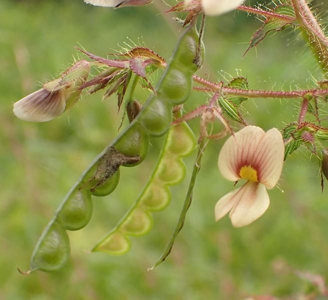 Aeschynomene americana fruit