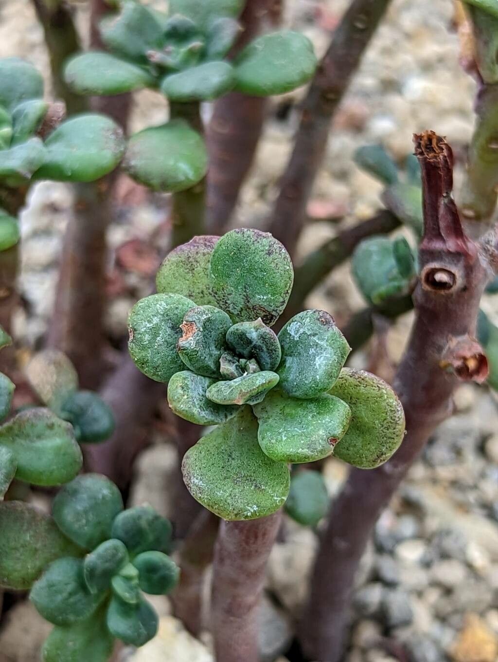 Echeveria skinneri — houseplant care guide