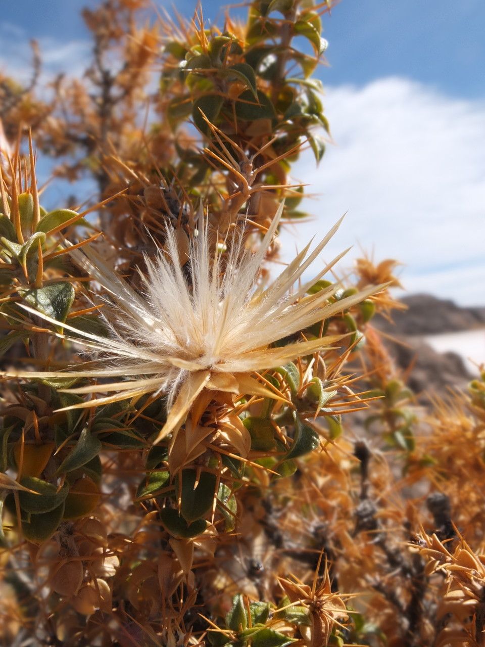 Chuquiraga spinosa fruit