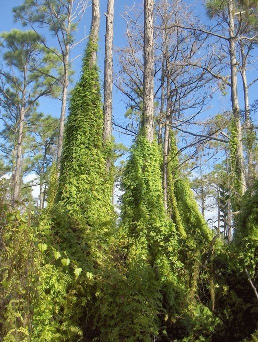 Lygodium microphyllum habit