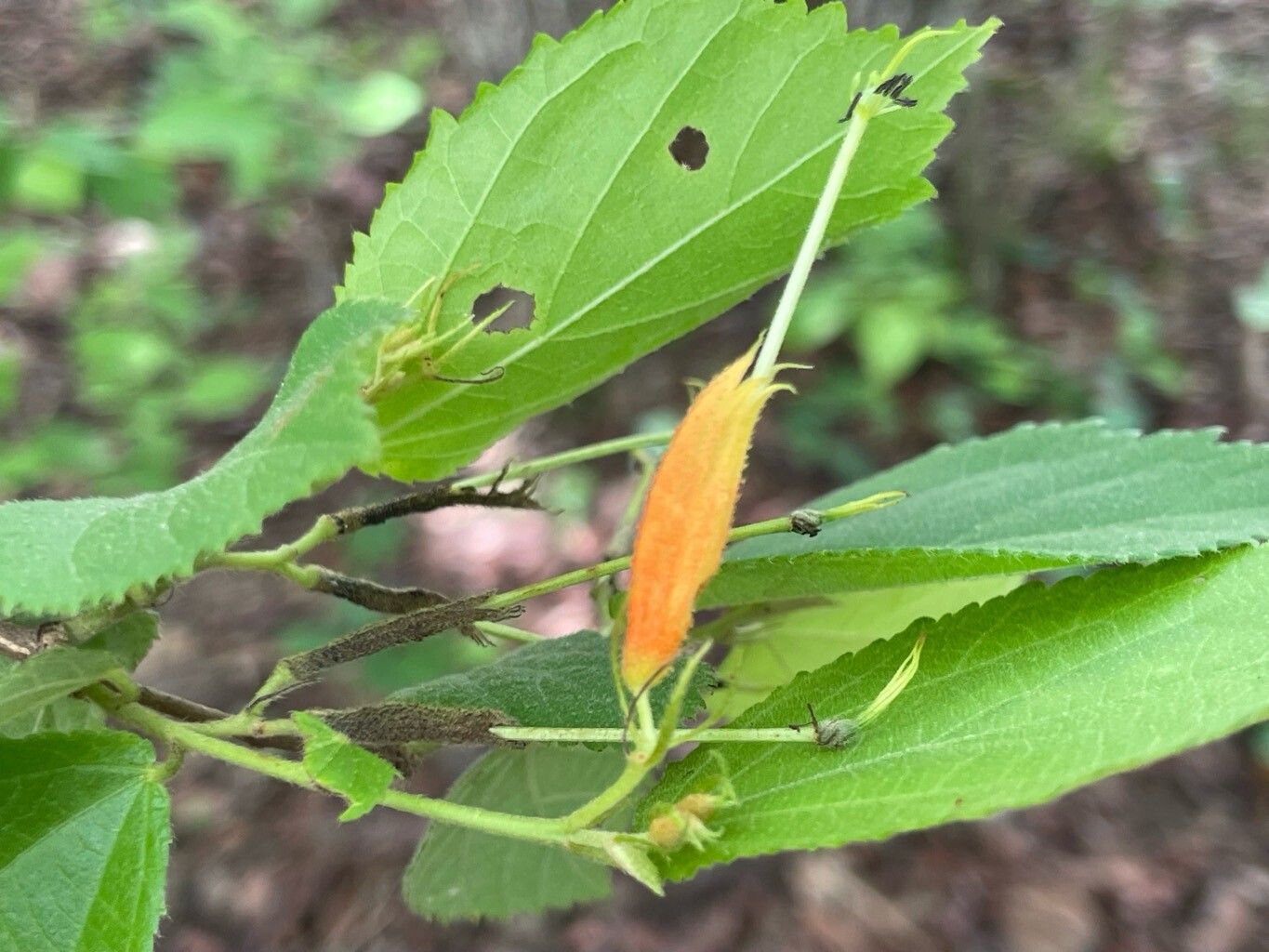 Helicteres heptandra flower