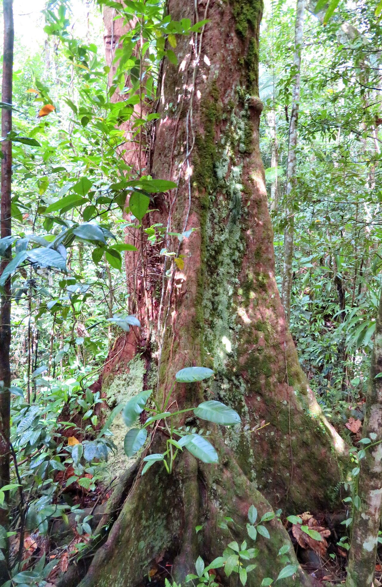 Sloanea caribaea habit