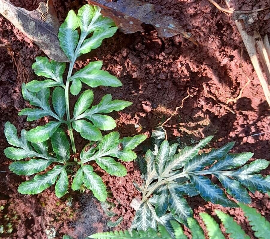 Pteris ensiformis habit