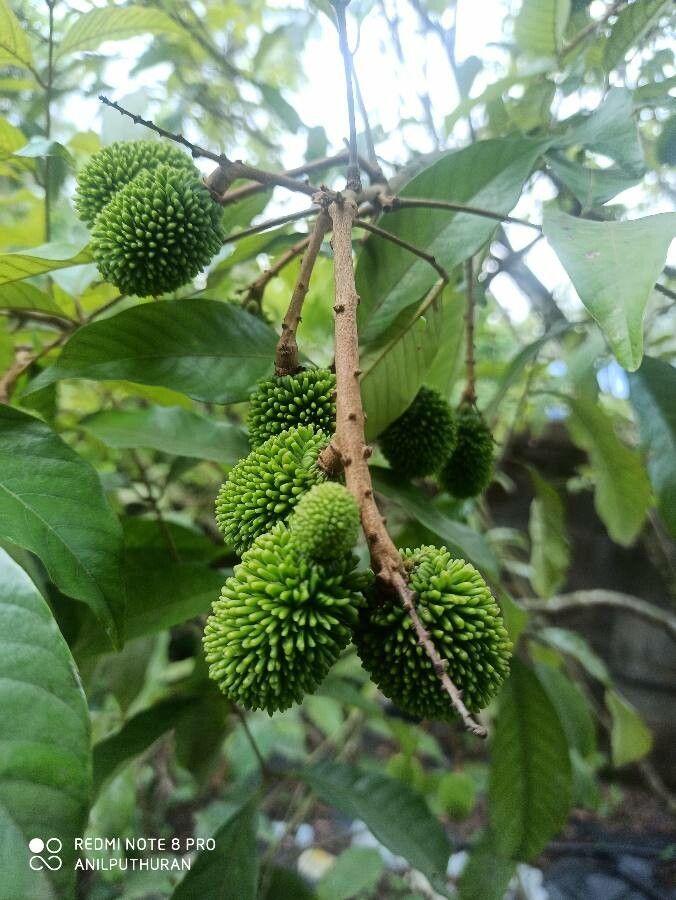 Nephelium ramboutan-ake fruit