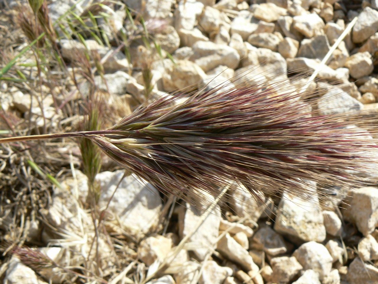 Anisantha rubens leaf