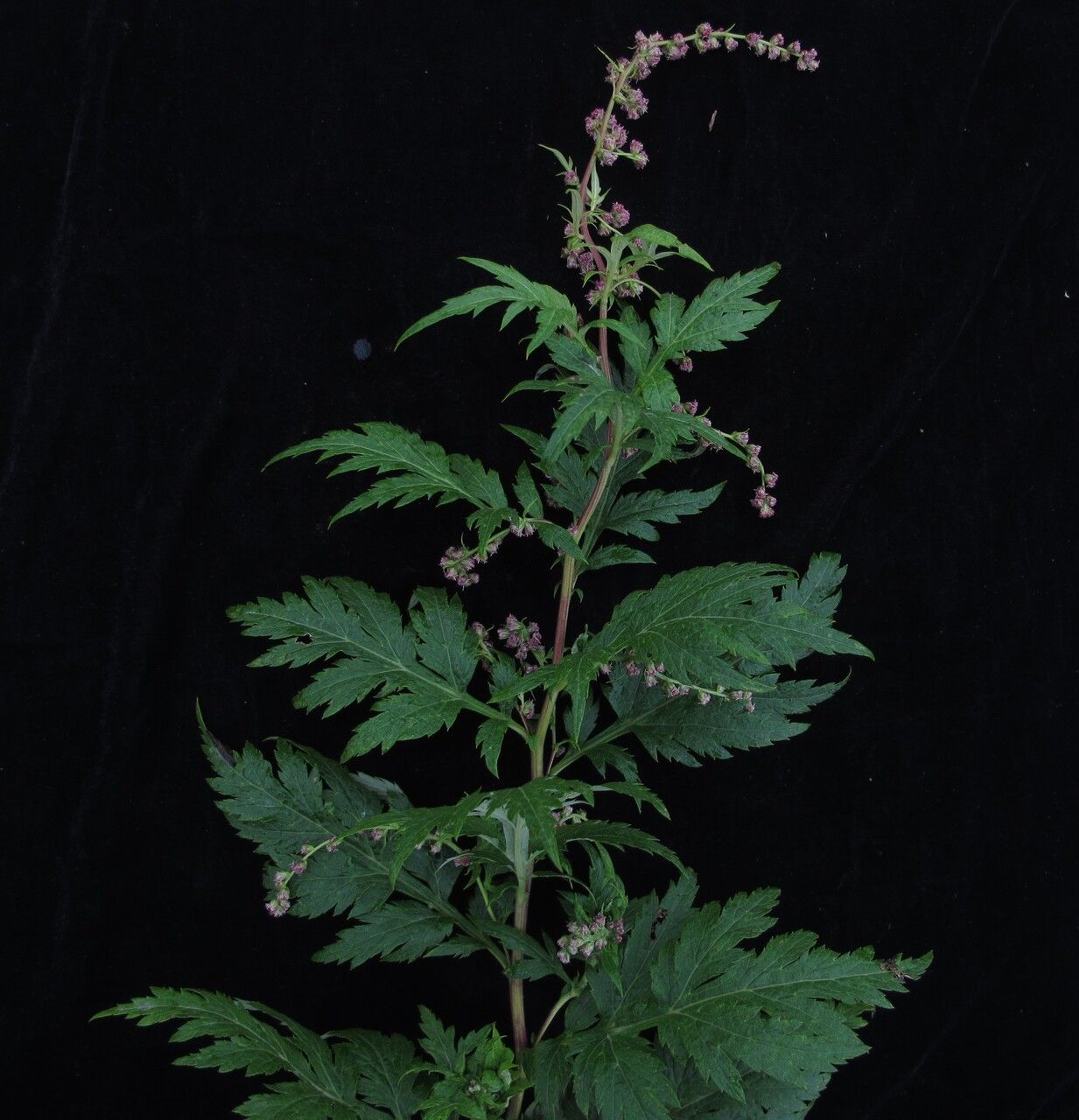 Artemisia incisa — search result for 'Artemisia'