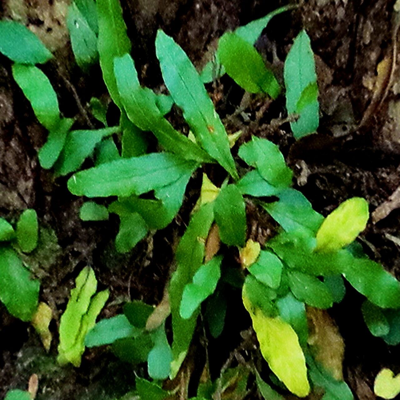 Microgramma heterophylla — related species from the same genus