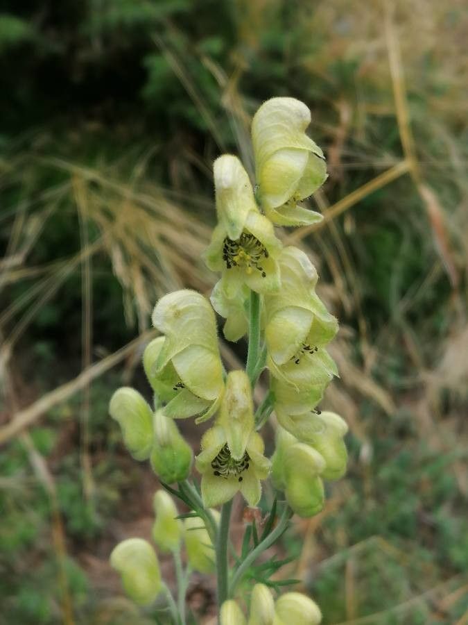 Aconitum anthora flower