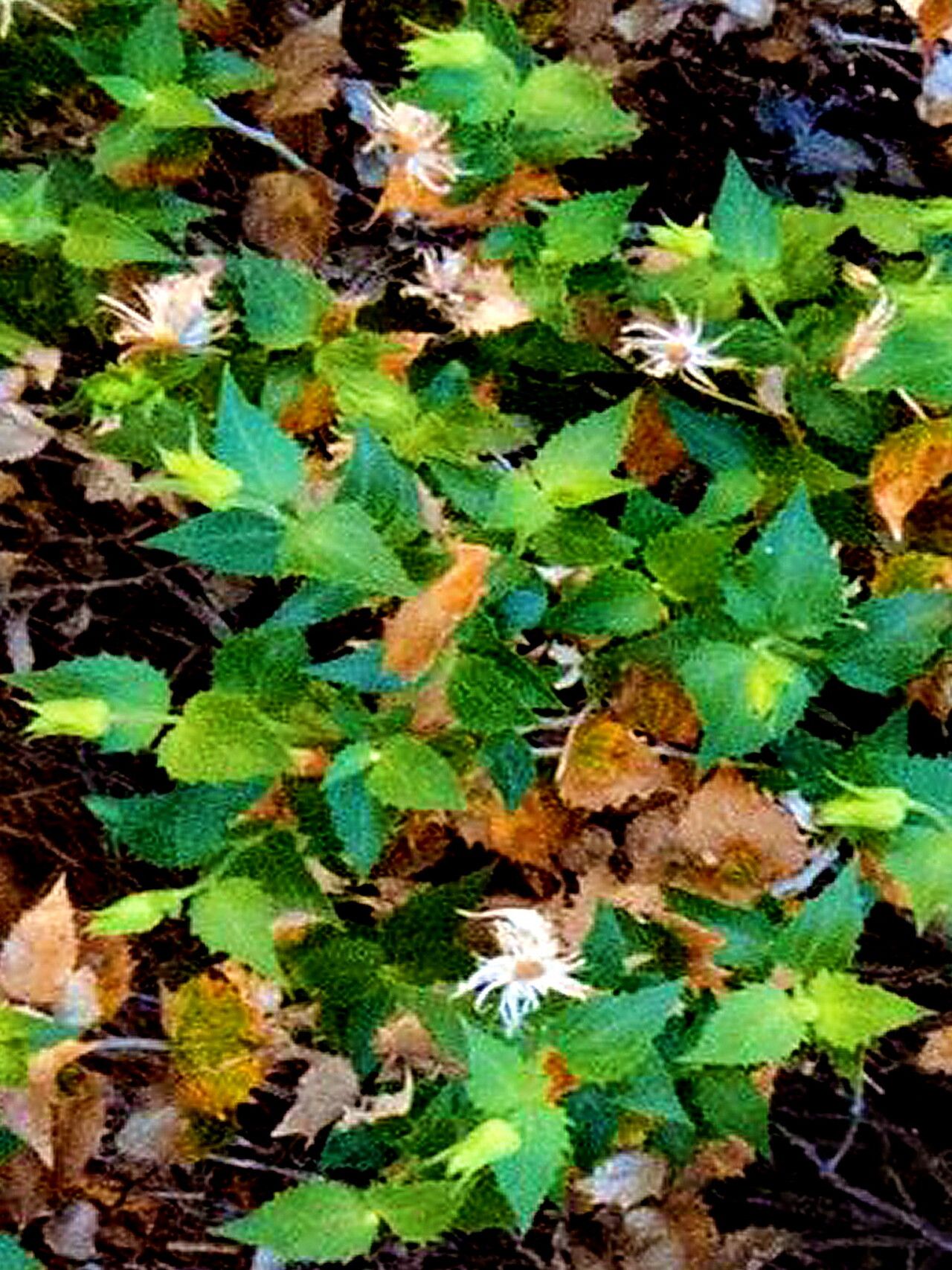 Brickellia atractyloides — related species from the same genus