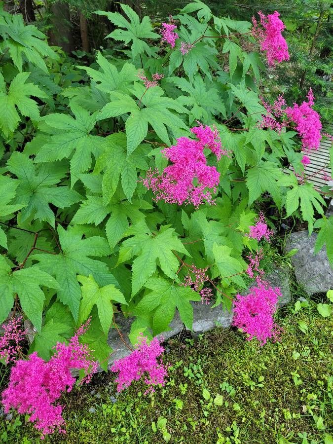 Filipendula rubra flower
