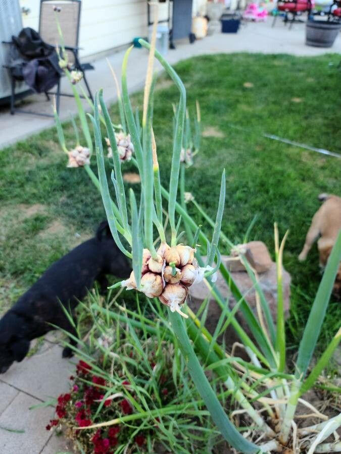 Allium canadense fruit