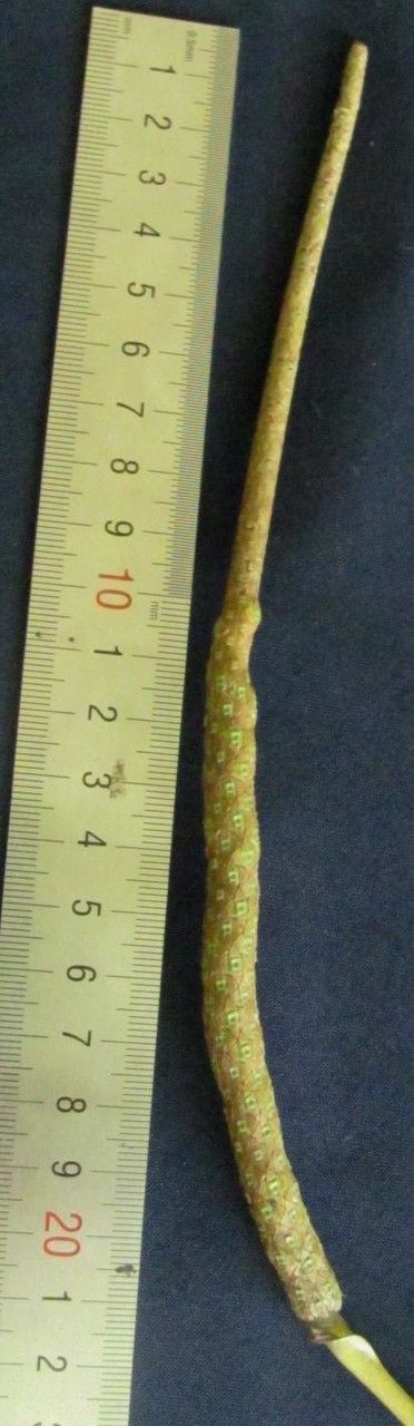 Anthurium durandii other