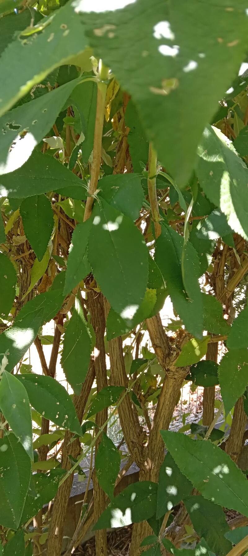 Buddleja x weyeriana leaf