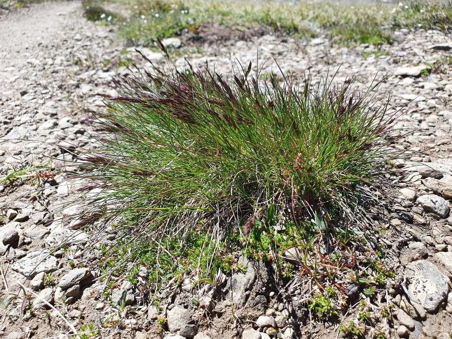 Agrostis rupestris habit