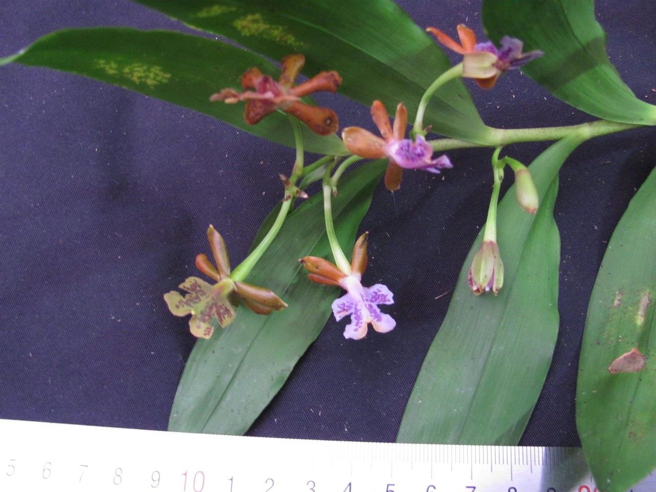 Epidendrum pinniferum — search result for 'Epidendrum'