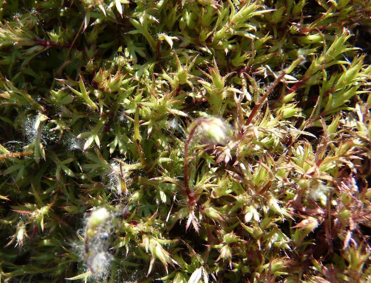 Saxifraga hypnoides — search result for 'Iceland'
