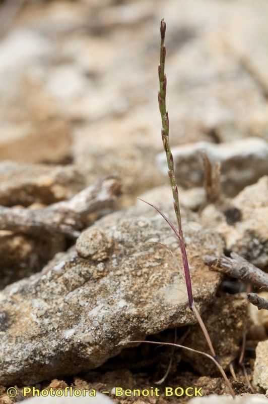 Narduroides salzmannii habit