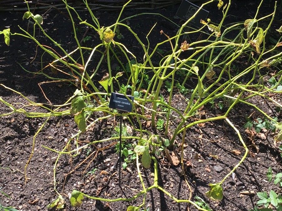 Scopolia carniolica — search result for 'Solanaceae'