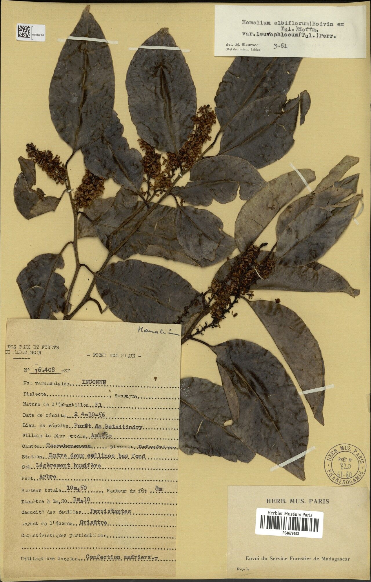 Homalium pseudoracemosum — houseplant care guide