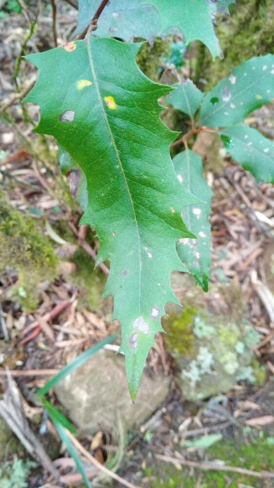 Lomatia fraseri leaf