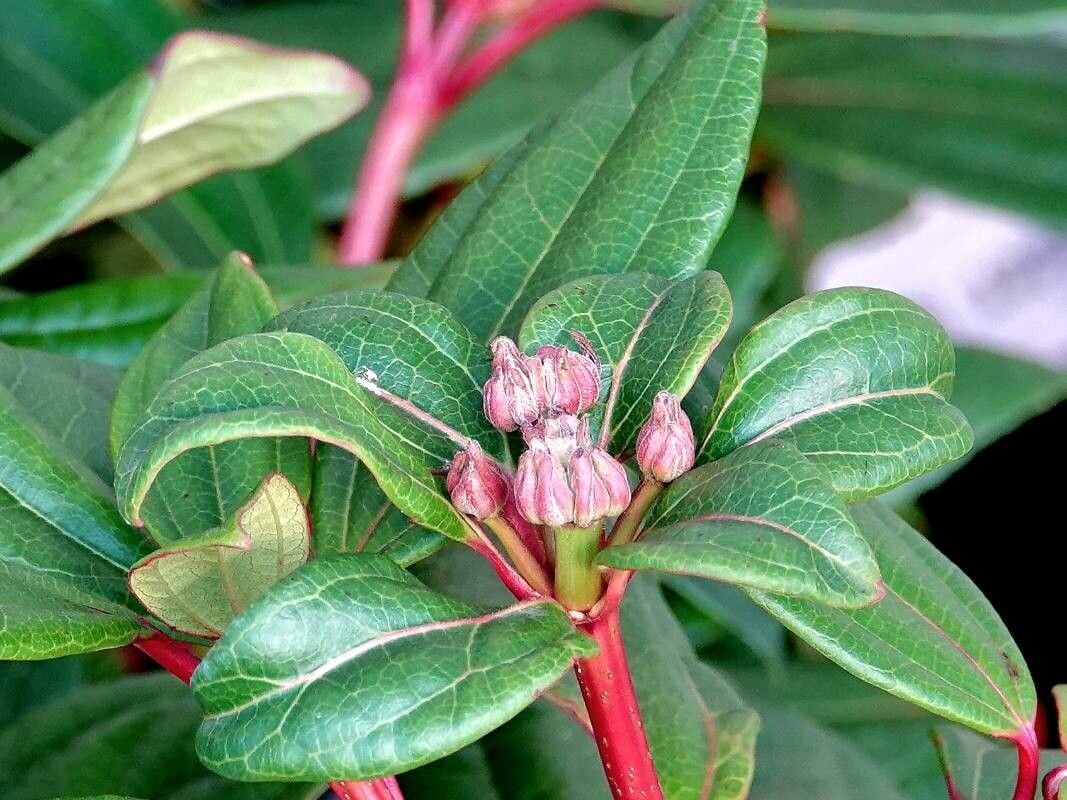 Viburnum davidi flower