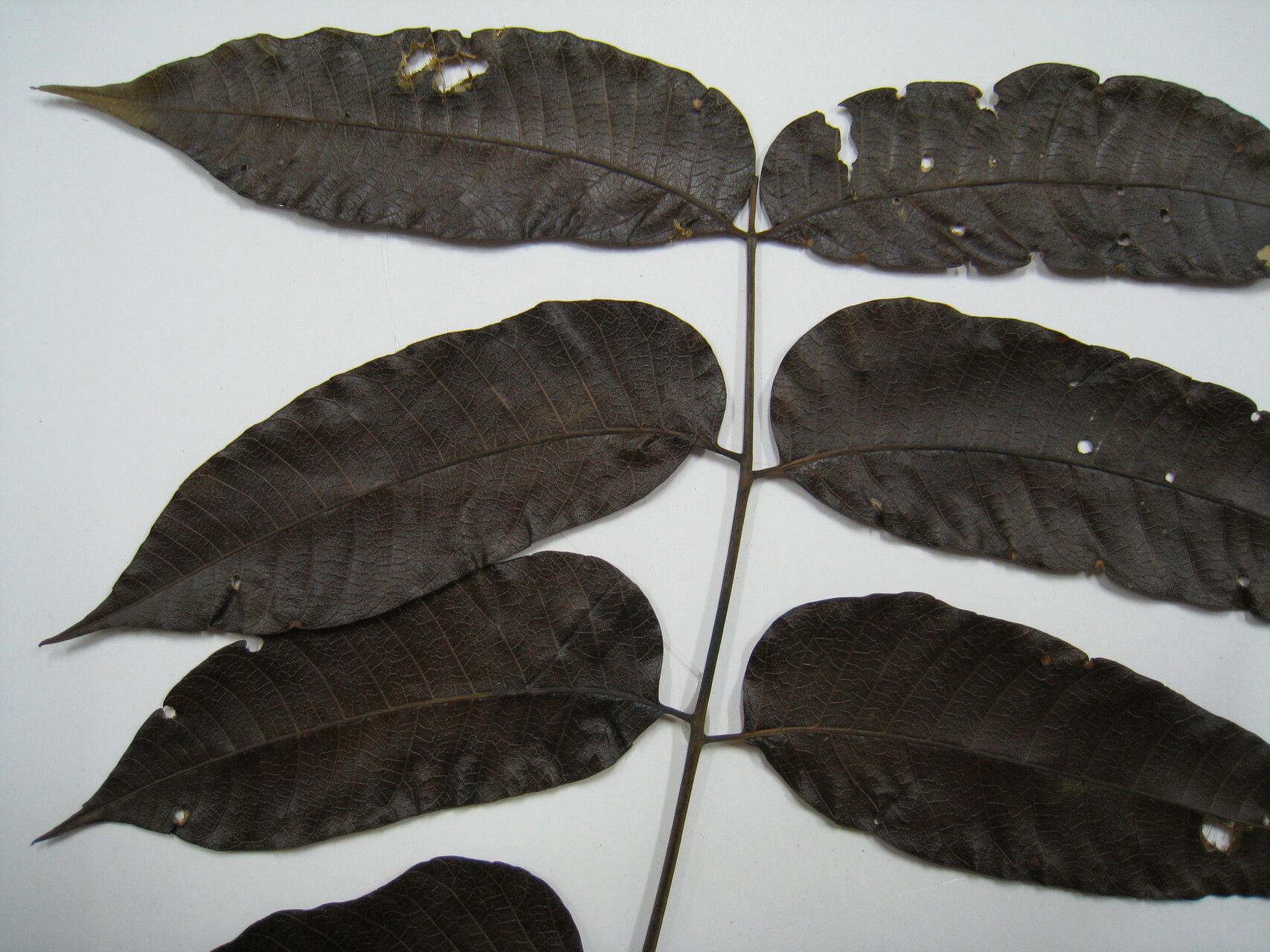 Astronium lecointei other