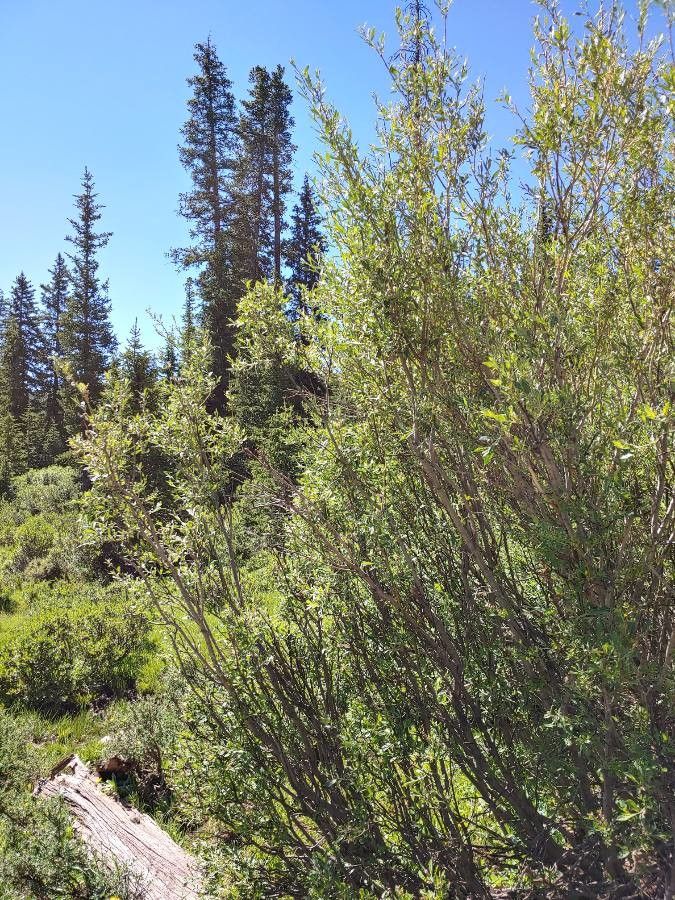 Salix commutata habit