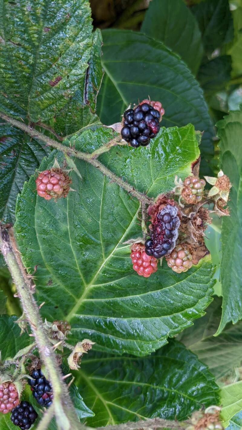 Rubus schleicheri fruit