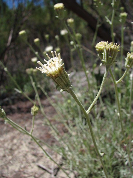 Chaenactis parishii flower