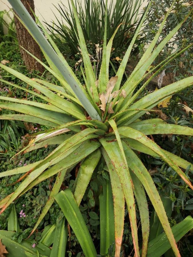 Aloe pretoriensis — houseplant care guide