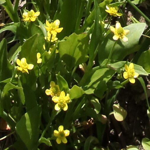 Ranunculus ophioglossifolius flower