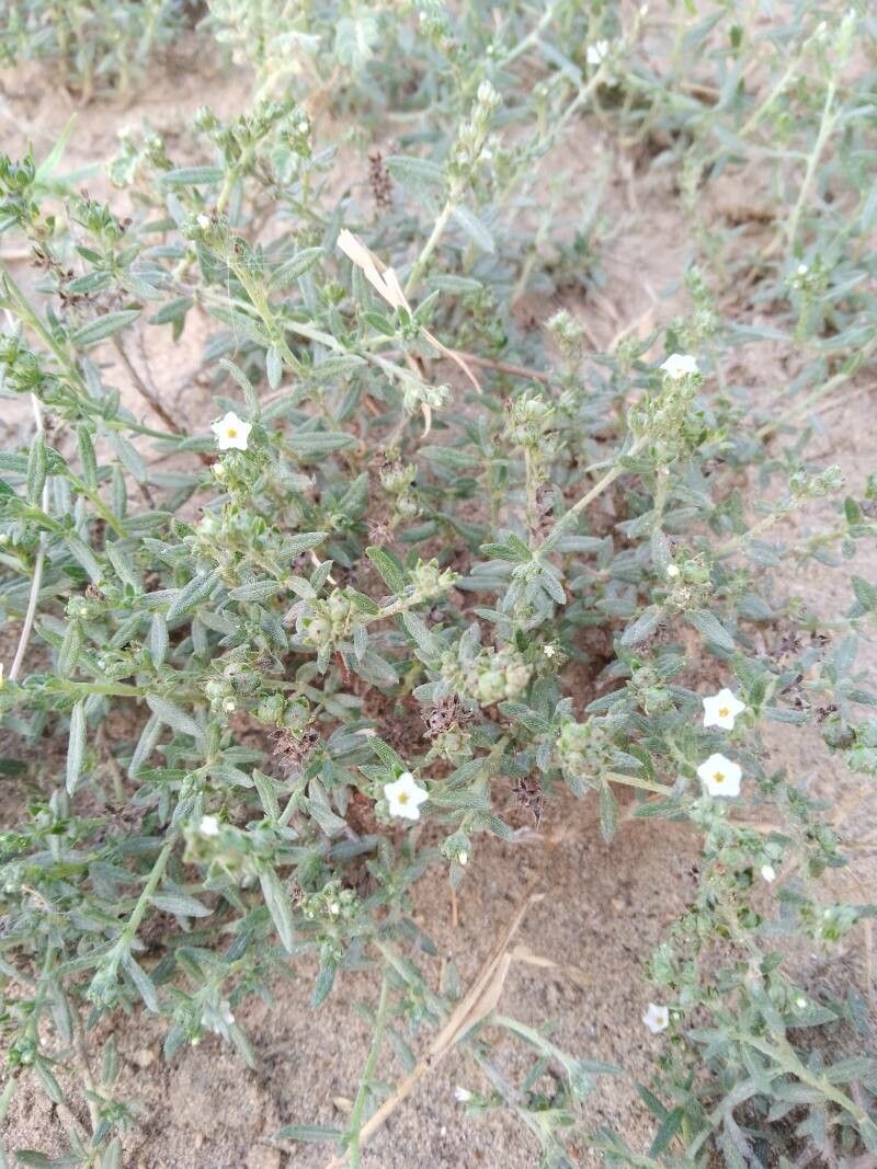 Euploca greggii — search result for 'Euploca'