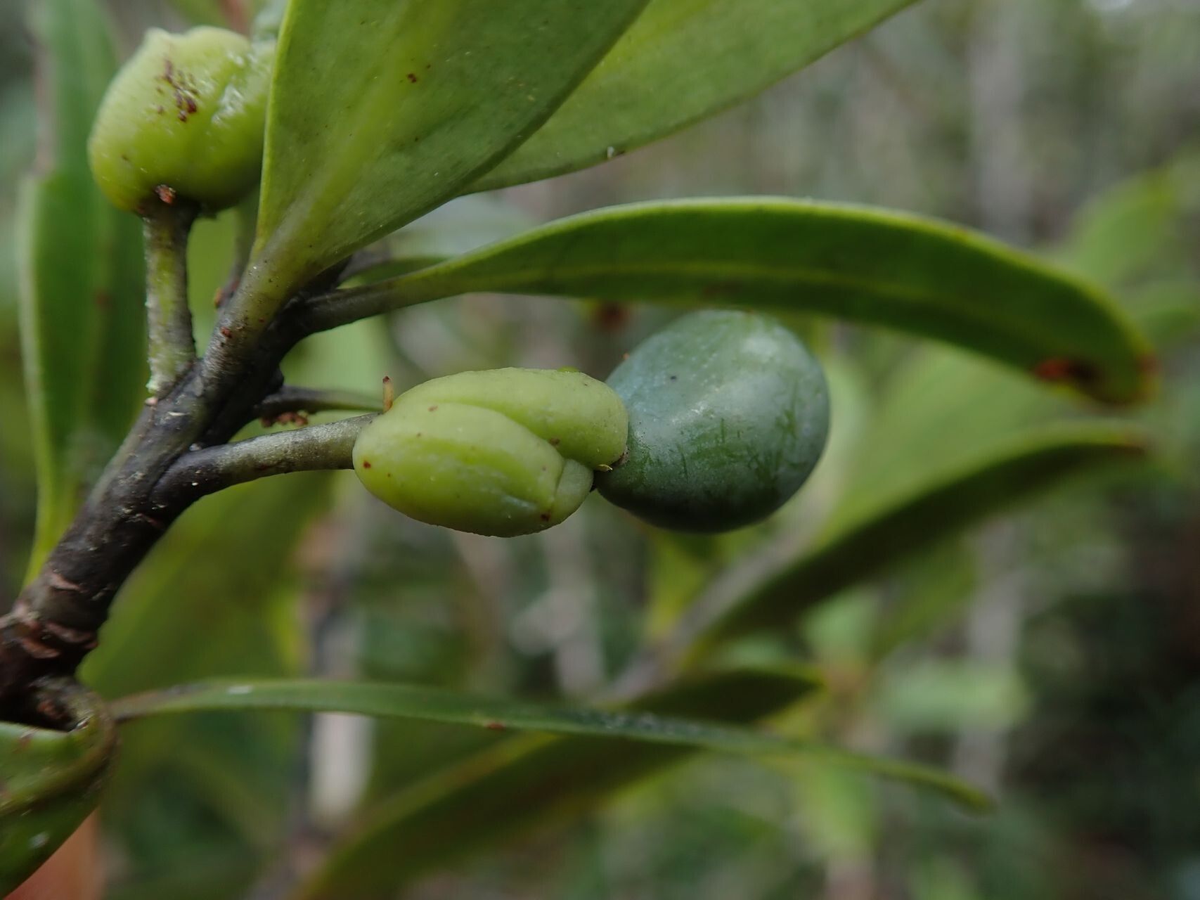 Podocarpus sylvestris — search result for 'Podocarpus'