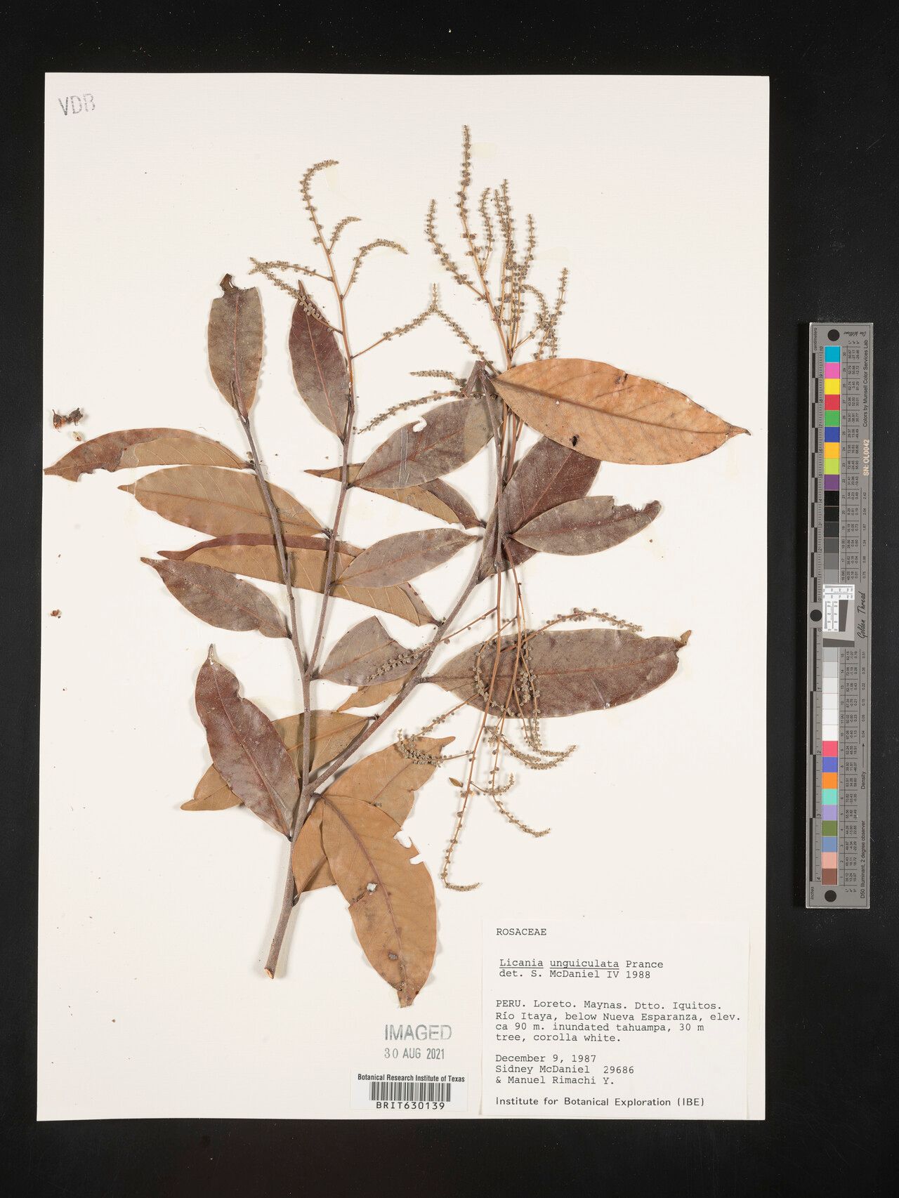 Moquilea unguiculata — houseplant care guide