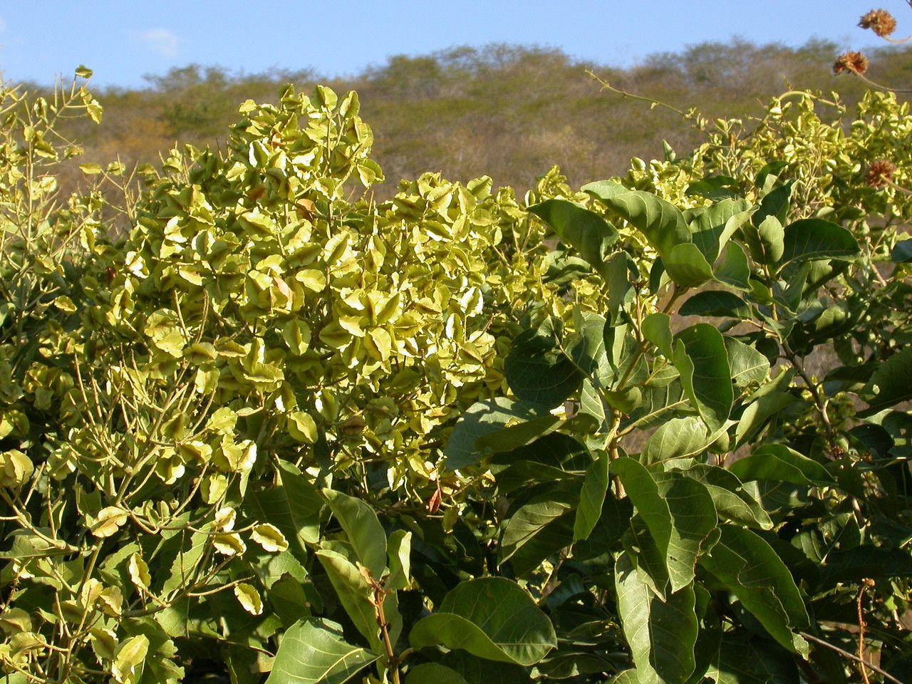 Combretum leprosum habit