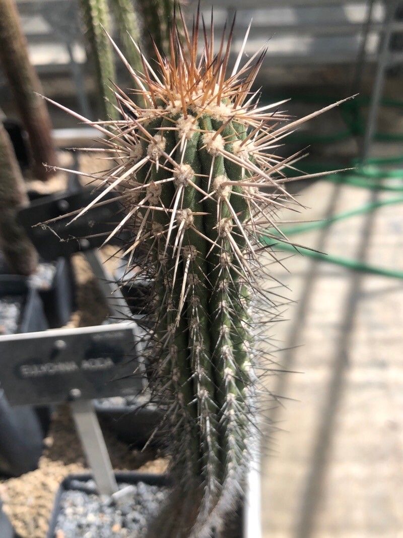 Eulychnia acida — related species from the same genus