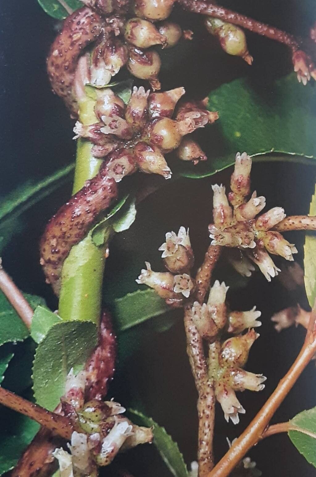Cuscuta lupuliformis flower