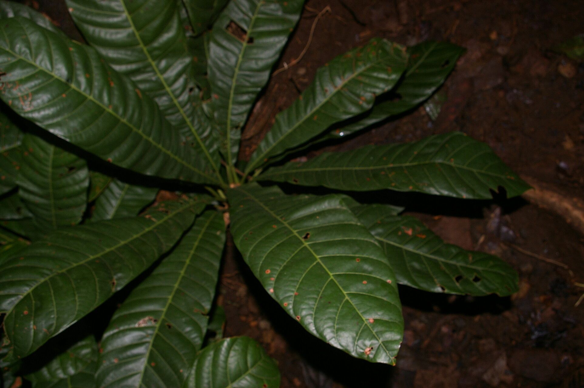 Pouteria congestifolia flower