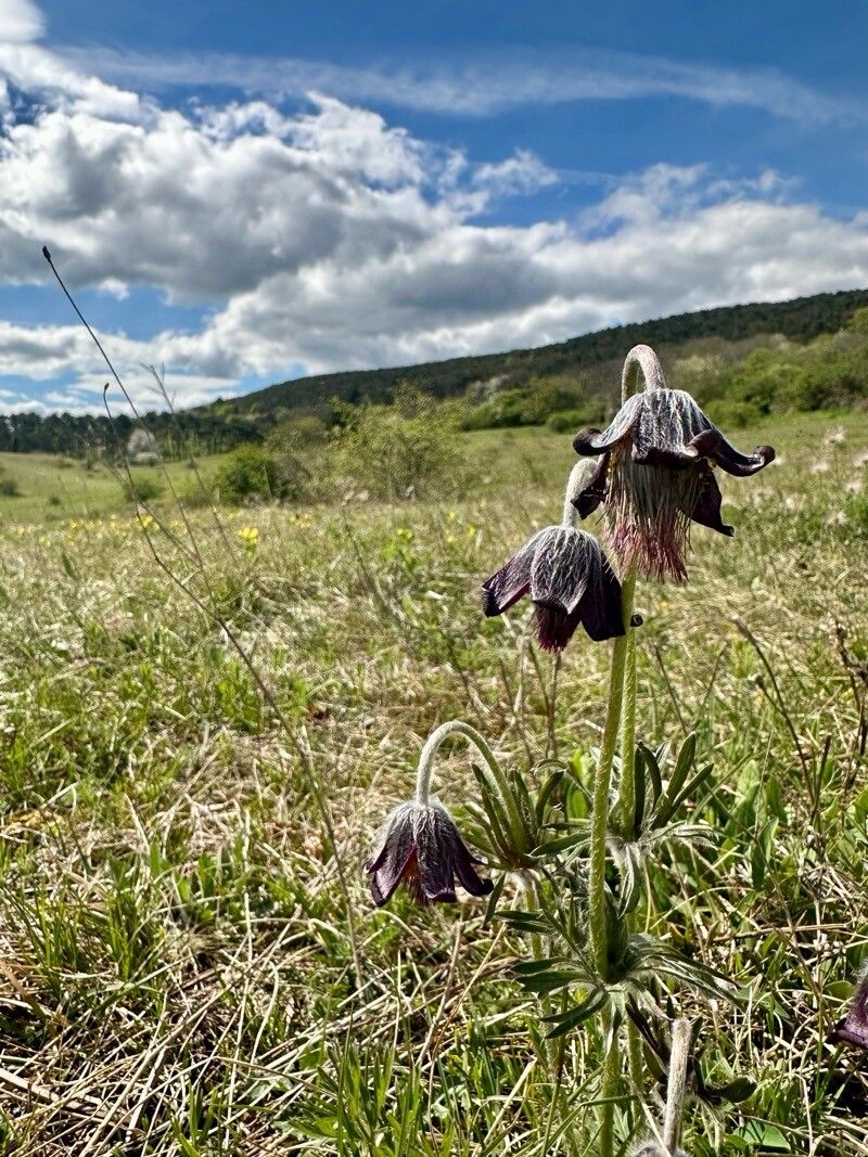 Pulsatilla pratensis flower