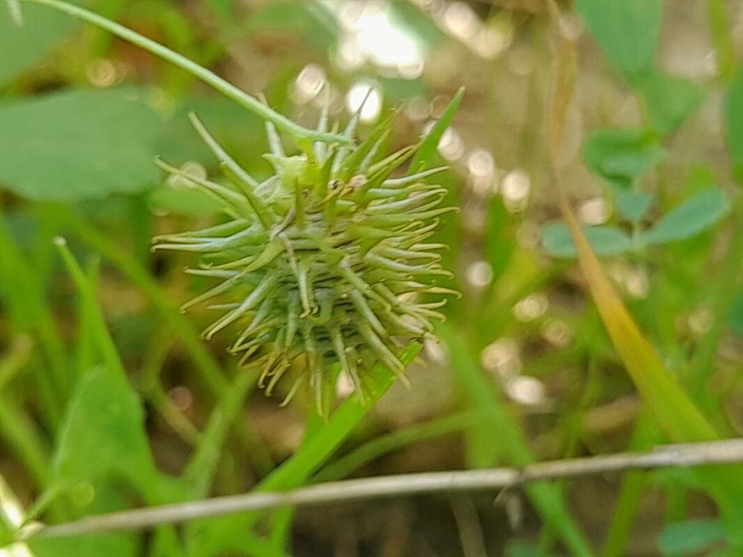 Medicago laciniata fruit